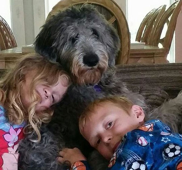 Aussiedoodle, Bernedoodle and Saint Berdoodle Puppy Prices